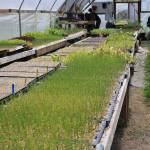 The many hurdles from farm to table