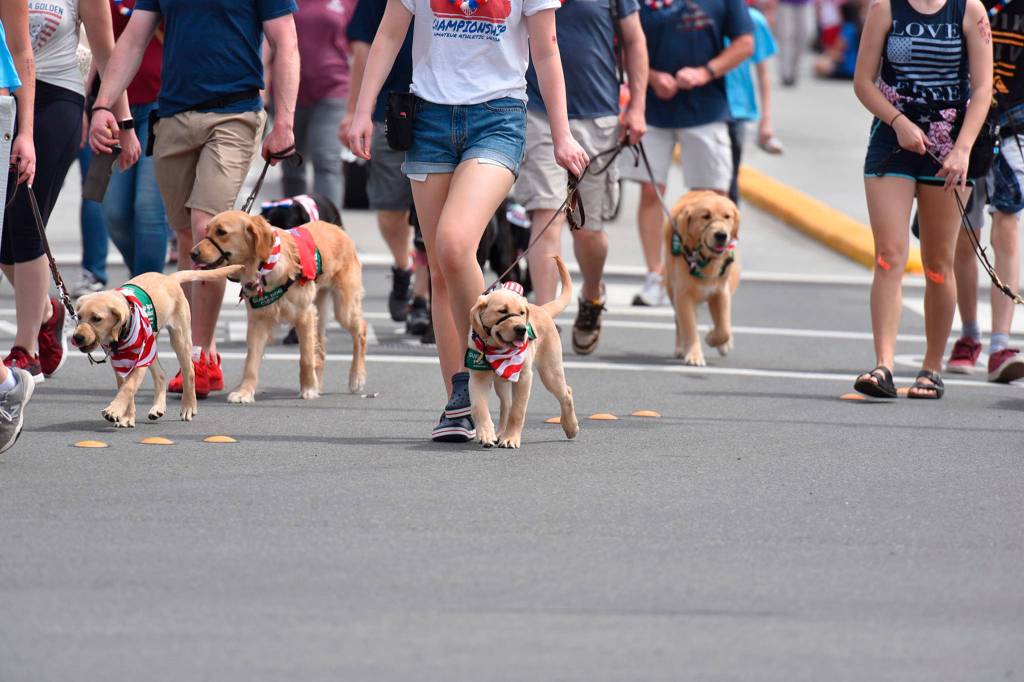 Patriotic pups from Guide Dogs for the Blind, serving Northeast King County, walk in the parade. Photo courtesy of Greg Nelson