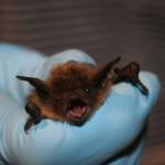 A U.S. Fish and Wildlife Services biologist holds a little brown bat. Ann Froschauer/USFWS