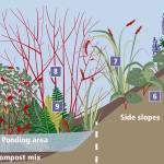 Rain gardens: Nature’s sponge