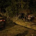 A tree that fell during a windstorm on Dec. 14 landed directly in an empty parking spot in the parking lot of a condominium complex on Finn Hill in Kirkland. Samantha Pak/staff photo
