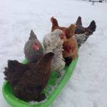 Some local chickens enjoying the snow. Photo courtesy of Kim Dunlap