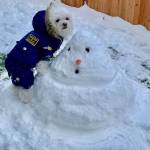 A local pup makes friends with a snowman. Photo courtesy of Sri Prathivadi
