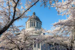 (Linda J. Smith) Cherry trees fully in bloom at the state capital in Olympia.                                (Linda J. Smith) Cherry trees fully in bloom at the state capital in Olympia.