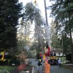 Think P.I.N.K to frame your trees into a beautiful, functional landscape