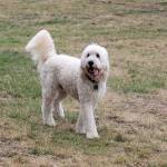 Bothell pop-up dog park potentially extending its stay