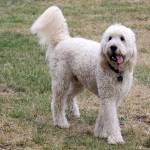 Bothell pop-up dog park potentially extending its stay