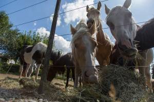 More than 100 horses are being hoarded by a nonprofit in Puget Sound