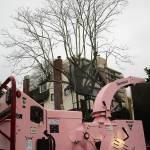 Fall storm proves preventive tree care is key