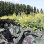 In this file photo, Margaret Hindle, a farmer with the SnoValley Tilth Experience Farming Project, walks along a row of purple cabbage, kale and broccoli at her plot near Carnation.