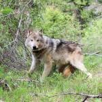 Photo courtesy of the Washington Department of Fish and Wildlife