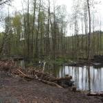 The site of where the Lones Levee was cleared on Green River. Downed trees were placed on the banks as the river spreads into multiple channels. (Cameron Sheppard/Sound Publishing)