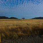 The top of Cell 7  currently the highest point of the Cedar Hills Regional Landfill  has a landscape similar to the dry areas of eastern Washington. Photo by Bailey Jo Josie/Sound Publishing.