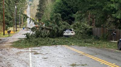 Many trees fell during a November 2024 windstorm in the Puget Sound area. COURTESY FILE PHOTO, City of Kent