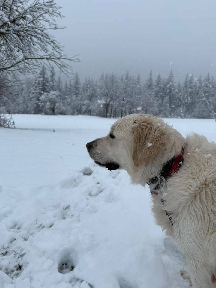 Snow play day March 13 at Tanner Landing Park in North Bend. Photo courtesy of Stacy Garfield