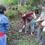 Community members also planted roses near the Daybreak Star building and the site of the new womens sweat lodge. Photo by Bailey Jo Josie/Sound Publishing.