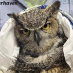 Featherhaven recently rescued a great horned owl that was hit by a freight train. After treating it for blunt force trauma, it was transferred to Raindancer Wild Bird Rescue for continued care. Photo courtesy Featherhaven
